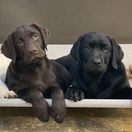 Labrador Retrievers from Great Lakes Labs