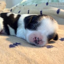 Zig zag aka Ziggy - Black and white male Shih Tzu puppy in Hemet, California from Aloha Shih Tzu