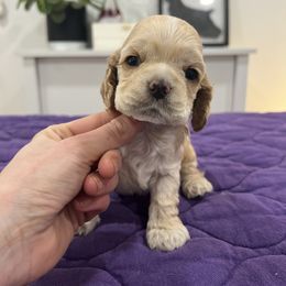 Cocker Spaniel and English Springer Spaniel Puppies from Sei