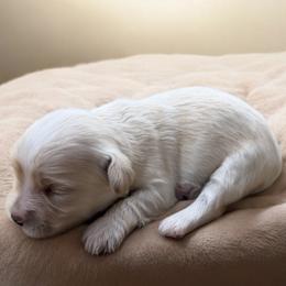 Valentin - White male Havanese puppy in Cadwell, Georgia from Hashtag Havenese