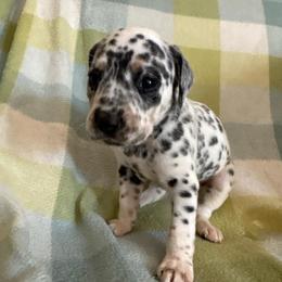 Zev - White black and tan female Dalmatian puppy in Fort Cavasos, Texas from Mainstreet Dalmation