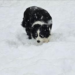 Lilly - Black & white female Miniature Australian Shepherd puppy in Orrtanna, Pennsylvania from Mountain Top Shepherd's
