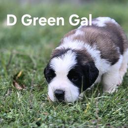 Saint Bernard Puppies from Eagle Mountain Saints