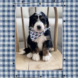 Rocket - Tri-color male Bernedoodle puppy in Central, Arizona from Cotton Lane Puppies