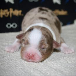 Australian Shepherd, Miniature American Shepherd, Miniature Australian Shepherd, and Toy Australian Shepherd Puppies from HP Aussie Kennels