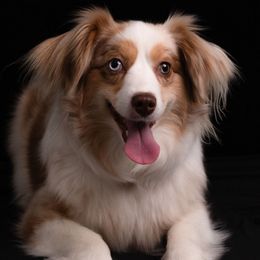 Nim - Miniature American Shepherd