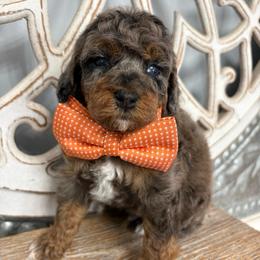 Orange collar - Blue merle male Bernedoodle puppy in Calico Rock, Arkansas from Cottrell’s Poodles & Doodles
