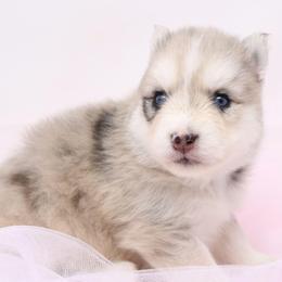 D'artagnon - Merle male Pomsky puppy in Christiana, Tennessee from Smoky Mountain Pomskies