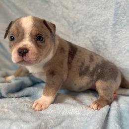 Valor - Lilac tri-color male American Bully puppy in Purdy, Missouri from Shotgun Pups