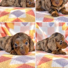 Girl 1 - Dapple female Dachshund puppy in Oklahoma from Red Oak Long Dogs