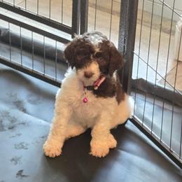 Demi -pink collar - Brown and white female Bernedoodle puppy in Aurora, Colorado from Simply Amazing Doodles