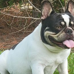 Moolah - French Bulldog