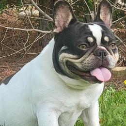 Moolah - French Bulldog
