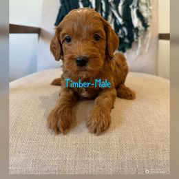 Boy 5 - Red  male Goldendoodle puppy in Glendale, Arizona from Follow Your Bliss Doodles