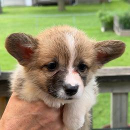 White - Sable female Pembroke Welsh Corgi puppy in Nevada, Iowa from Rogers AKC Corgis of Iowa.