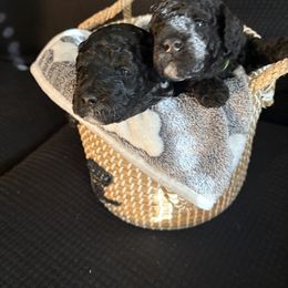 Poodle Puppies from Tyndaleia Watson