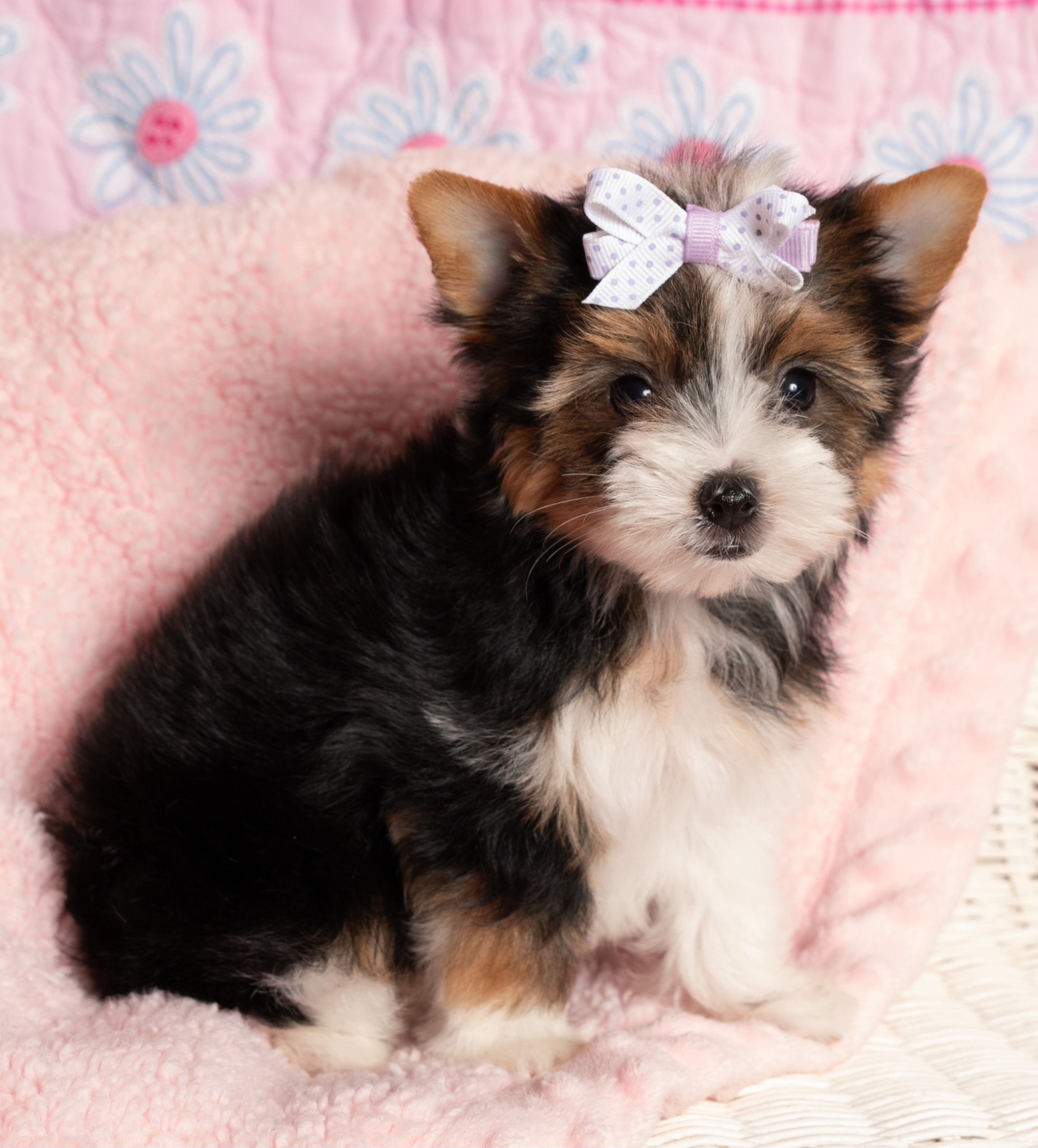 Yorkshire Terrier Puppies from Absolut' Parti Yorkies