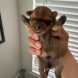 Boy 2 - Gold male Shorkie puppy in San Tan Valley, Arizona from Great Mates