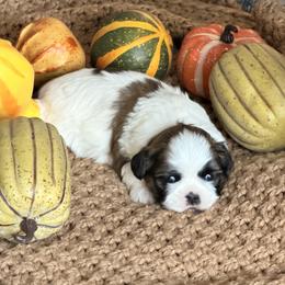 Jack - Black and white male Shih Tzu puppy in Conway, Missouri from Hillside Loop Kennel LLC