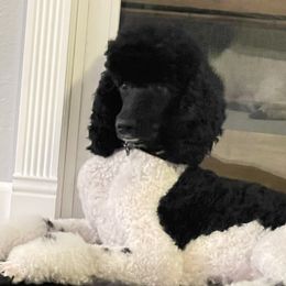 Bijou - Poodle