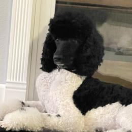 Bijou - Poodle