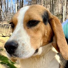 Tipper - Beagle