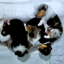 Boy 1 - Blue merle male Collie puppy in Venice, Florida from SUNCREST COLLIES