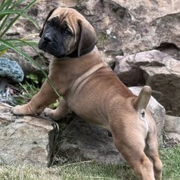 Black collar - Brown male Boerboel puppy in Prattville, Alabama from Indian Ridge Boerboels
