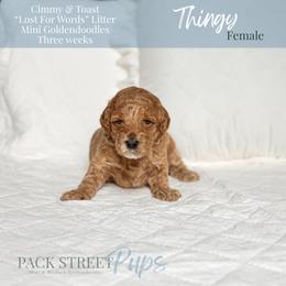 Thingy - Apricot female Goldendoodle puppy in Paxville, South Carolina from Pack Street Pups