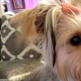 Yorkshire Terriers from Bee's Yorkie Babies!