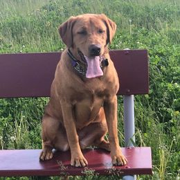 Labrador Retrievers from DK Labradors