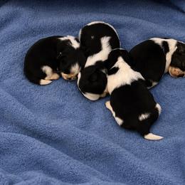 Shih Tzu Puppies from Shih Tzu Lovins