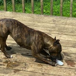 American Staffordshire Terriers from Odylic Amstaffs