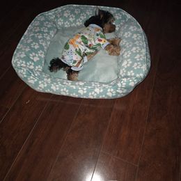 Female - Black and gold female Yorkshire Terrier puppy in Mobile, Alabama from Southern Elite Yorkies