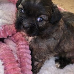 Kingsley - Chocolate male Shih Tzu puppy in Oxon Hill, Maryland from Shihtzus4life