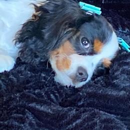 Cavalier King Charles Spaniels and Cavapoos from Ryder Ridge Farm