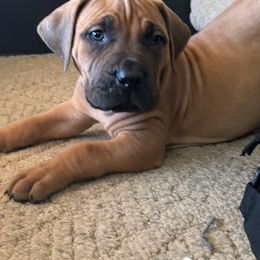 Boerboel Puppies from Erickson Ranch Boerboels