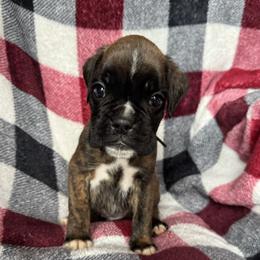 Rosco - Brindle male Boxer puppy in Cicero, New York from MK Boxer Haven of CNY