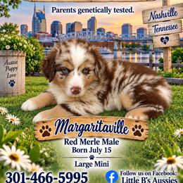 Boy 2 - male Miniature Australian Shepherd puppy in Nashville, Tennessee from Little B’s Aussies