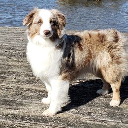 Sue - Miniature Australian Shepherd