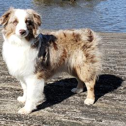 Sue - Miniature Australian Shepherd