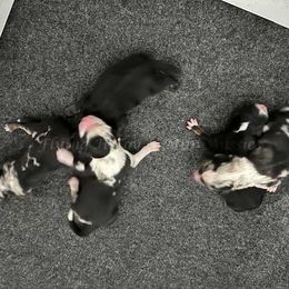 Miniature American Shepherd puppies from Flying H Toy and Mini Aussies