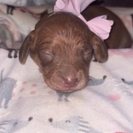 Berry - Chocolate male Dachshund puppy in Saint Paul, Minnesota from Vibrant Eyes Doxies