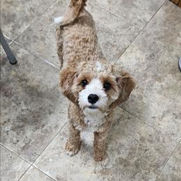 Holly - Red female Bernedoodle puppy in Granton, Wisconsin from Rose River Farms