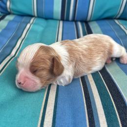 Willie - Blenheim male Cavalier King Charles Spaniel puppy in Avalon Beach, Florida from Cavaliers of Avalon