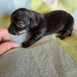 Sable Brindle - Sable male Dachshund puppy in Great Falls, Montana from Green Dragon Kennel