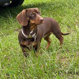 Darla - Dachshund