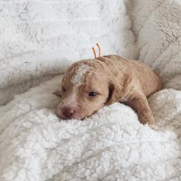 Orange - Apricot female Goldendoodle puppy in Cumming, Georgia from Chattahoochee Kennels