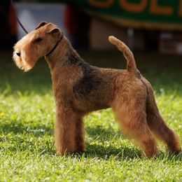 Lakeland Terriers from Paisley Lakelands