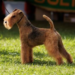 Lakeland Terriers from Paisley Lakelands